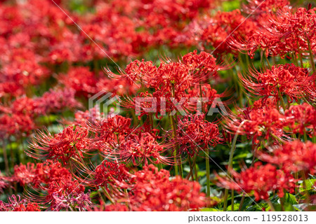 [Autumn] Clusters of red spider lilies [Hoshitani, Katsuura-cho, Katsuura-gun, Tokushima Prefecture] 119528013