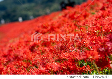[Autumn] Clusters of red spider lilies [Hoshitani, Katsuura-cho, Katsuura-gun, Tokushima Prefecture] 119528018