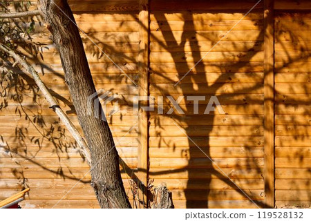 Sunlight Casting Tree Shadows on Wooden Cabin Wall Sunlight Casting Tree Shadows on Wooden Cabin Wall 119528132