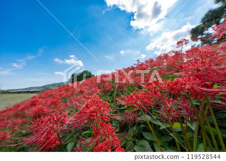 [秋天]藍天盛開的紅蜘蛛百合[德島縣勝浦郡勝浦町星谷] 119528544