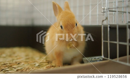 可愛的小兔子 119528656