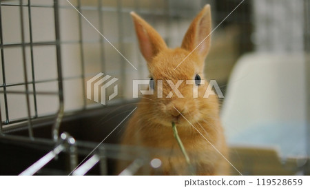 Cute baby rabbit 119528659