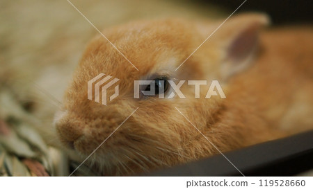 可愛的小兔子 可愛的小兔子 119528660