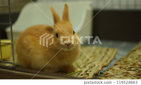 可愛的小兔子 可愛的小兔子 119528663