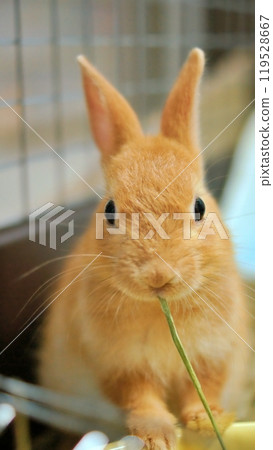 可愛的小兔子 可愛的小兔子 119528667