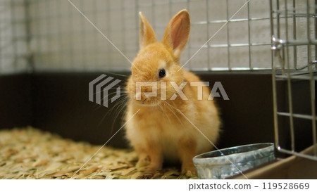 可愛的小兔子 可愛的小兔子 119528669