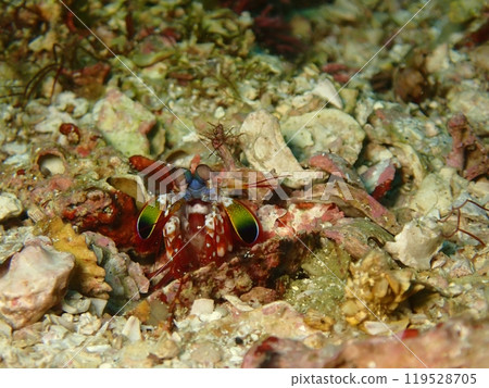 A mantis shrimp emerges from its burrow in the sand. A mantis shrimp emerges from its burrow in the sand. 119528705