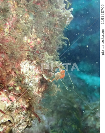 Orange seahorse, Pleurotus fasciatus, caught on rocks covered with seaweed in the ocean Orange seahorse, Pleurotus fasciatus, caught on rocks covered with seaweed in the ocean 119528706