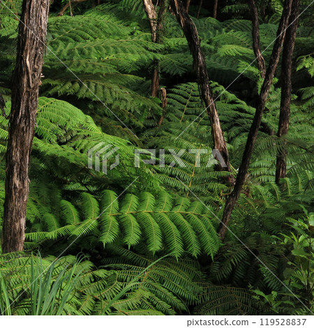 Bright green fern in a forest in the Abel Tasman National Park, New Zealand. 119528837