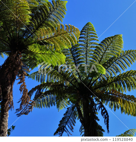 Big fern trees growing in New Zealand 119528840