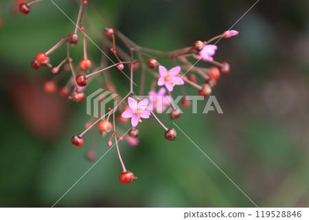 盛開的粉紅色榛果花 盛開的粉紅色榛果花 119528846