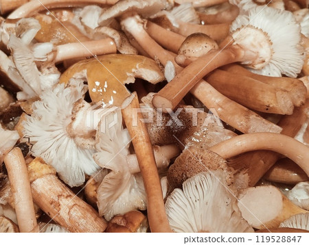 closeup of raw honey mushrooms closeup of raw honey mushrooms 119528847