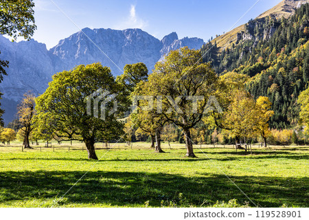 maple trees at Ahornboden, Karwendel mountains, Tyrol, Austria maple trees at Ahornboden, Karwendel mountains, Tyrol, Austria 119528901