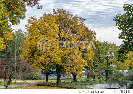 Golden autumn view in famous Munich relax place - Englischer Garten. Munich, Bavaria, Germany Golden autumn view in famous Munich relax place - Englischer Garten. Munich, Bavaria, Germany 119528918