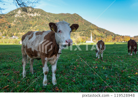 A cow on the hiking trail around Lake Schliersee in the bavarian alps at Schliersee, Upper Bavaria, Germany 119528948