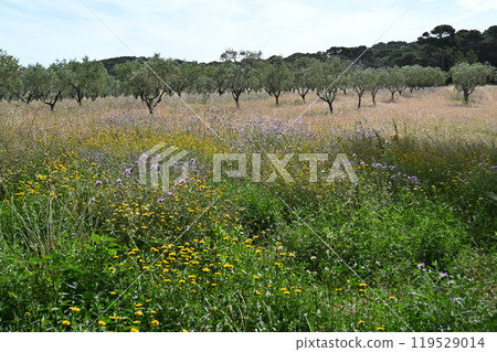 Olive trees on the island of Porquerolles 119529014