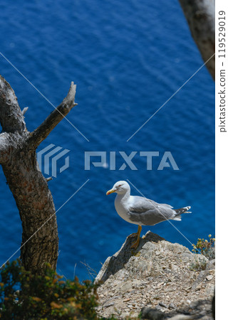Seagulls and wildlife, Ile de Porquerolles, Provence, France 119529019