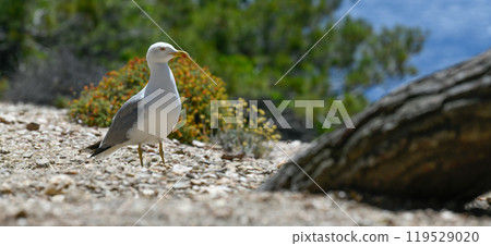 Seagulls and wildlife, Ile de Porquerolles, Provence, France 119529020