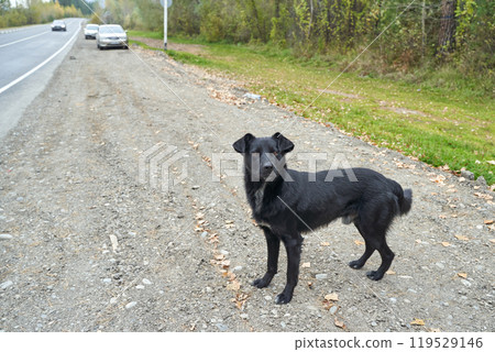Black dog standing on a rural roadside with cars nearby and trees 119529146