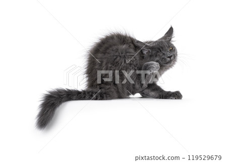 Maine Coon cat kitten on black background 119529679