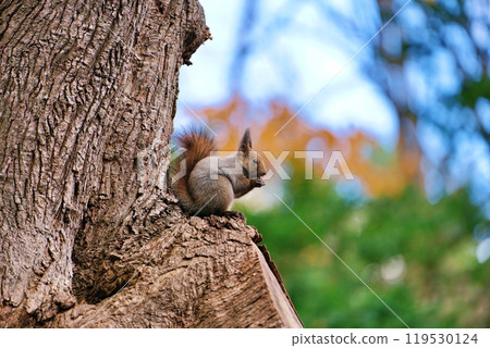 Ezoris eating walnuts on a tree Ezoris eating walnuts on a tree 119530124