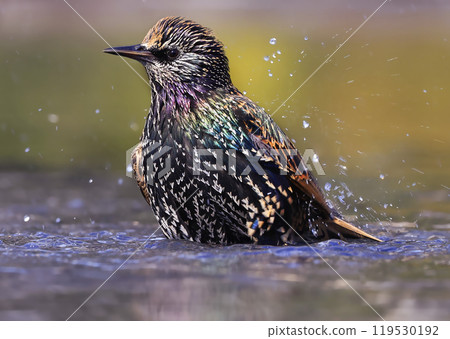 European Starling splashing into the water, Washington DC, USA European Starling splashing into the water, Washington DC, USA 119530192