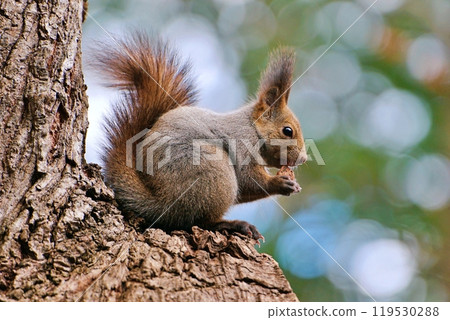 Ezolith to eat walnut Ezolith to eat walnut 119530288