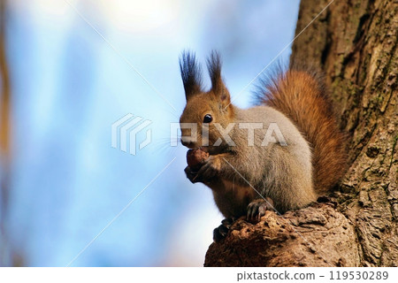 Ezoris在樹上吃核桃 Ezoris在樹上吃核桃 119530289