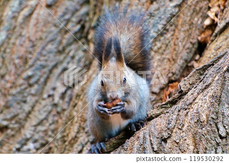 A Hokkaido squirrel eating walnuts on a tree trunk 119530292