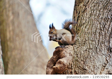 Winter climbing trees Ezolith 119530293