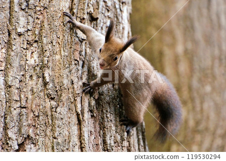 Winter climbing trees Ezolith Winter climbing trees Ezolith 119530294