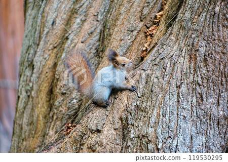 Winter climbing trees Ezolith Winter climbing trees Ezolith 119530295