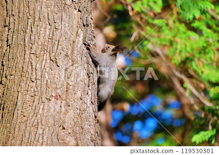 蝦夷松鼠爬樹 蝦夷松鼠爬樹 119530301