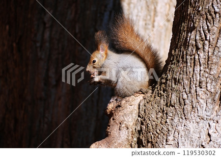 A Hokkaido squirrel climbing a tree and eating walnuts 119530302
