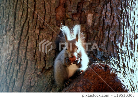 Ezoris eating walnuts on a tree 119530303