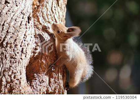 Ezo squirrel climbing a tree 119530304