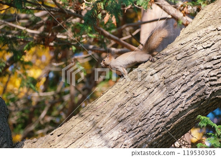 Ezolith in the forest 119530305