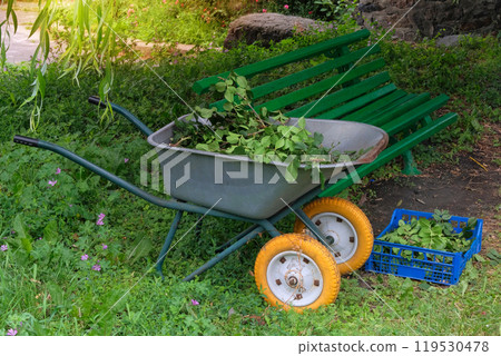 Pile of cut branches. Pruning rose bushesin cart in countryside garden. Gardening and landscaping. Sunny day. 119530478