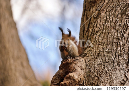 Ezoris eating walnuts on a tree Ezoris eating walnuts on a tree 119530597
