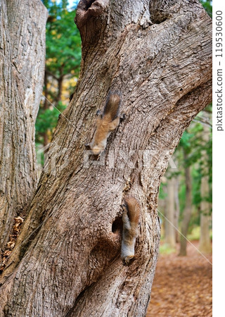 兩隻松鼠爬樹 119530600