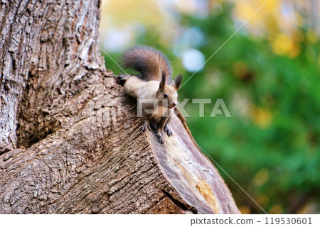 蝦夷松鼠爬樹 蝦夷松鼠爬樹 119530601