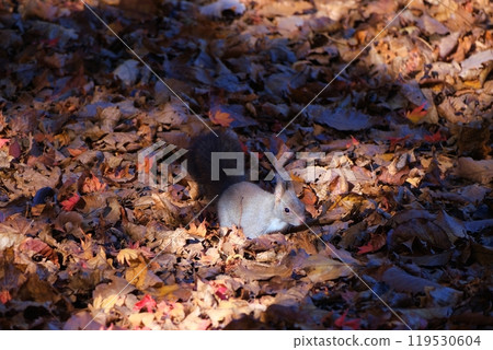 Ezo squirrel playing in fallen leaves Ezo squirrel playing in fallen leaves 119530604