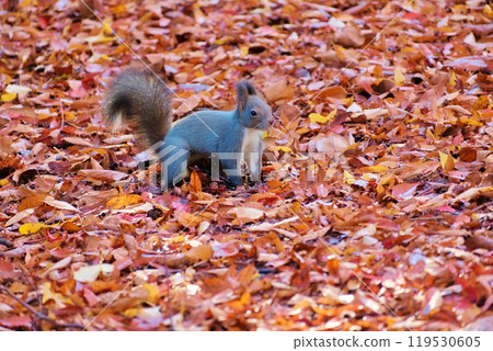 Squirrel standing on fallen leaves Squirrel standing on fallen leaves 119530605