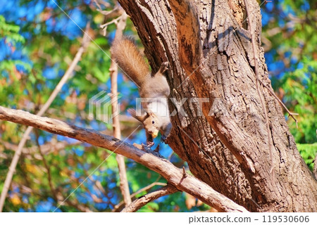 Ezoris in winter to eat walnut on trees Ezoris in winter to eat walnut on trees 119530606