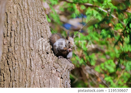 Ezoris eating walnuts on a tree 119530607