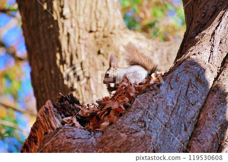 一隻松鼠在樹幹上吃東西 一隻松鼠在樹幹上吃東西 119530608