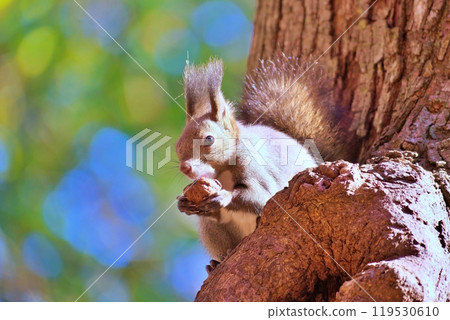 Ezolith Ezolith 119530610