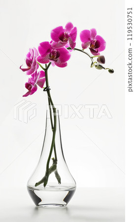 A single graceful violet orchid flower in a clear glass vase set against a white background with soft shadow coming from window. Elegant home decor 119530751
