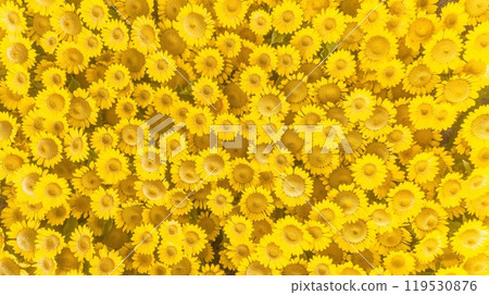 Close-up view of clouds, lit by the sun from below, against a deep blue sky 119530876