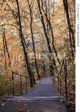 autumn path in the forest autumn path in the forest 119531212